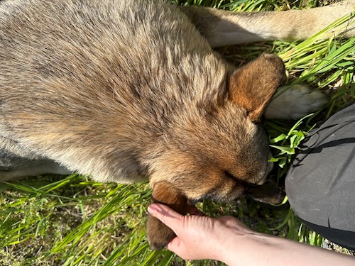 Iasmina- petsitter Oradea sau Bonă pentru animale pentru câini pisici