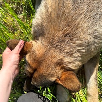 thumbnail petsitter Oradea sau bonă pentru animale pentru câini pisici