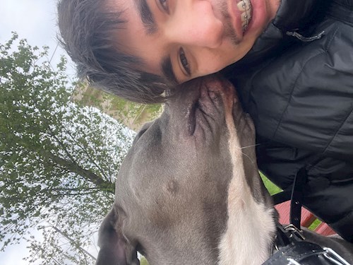 Cristea- petsitter Chiajna sau Bonă pentru animale pentru câini pisici