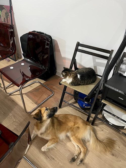 Dobrica- petsitter București sau Bonă pentru animale pentru pisici 