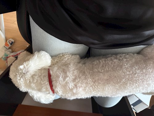 Catalina- petsitter Iași sau Bonă pentru animale pentru câini pisici