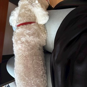 thumbnail petsitter Iași sau bonă pentru animale pentru câini pisici