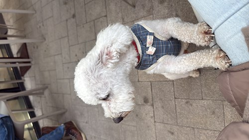 Catalina- petsitter Iași sau Bonă pentru animale pentru câini pisici