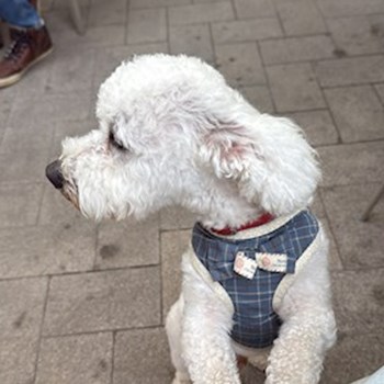 thumbnail petsitter Iași sau bonă pentru animale pentru câini pisici