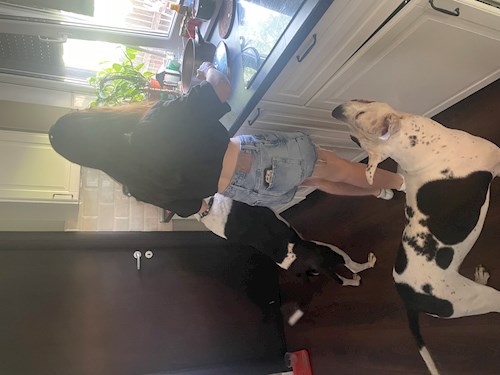 Cristea- petsitter Chiajna sau Bonă pentru animale pentru câini pisici