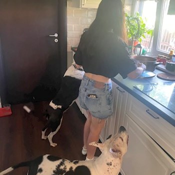 thumbnail petsitter Chiajna sau bonă pentru animale pentru câini pisici