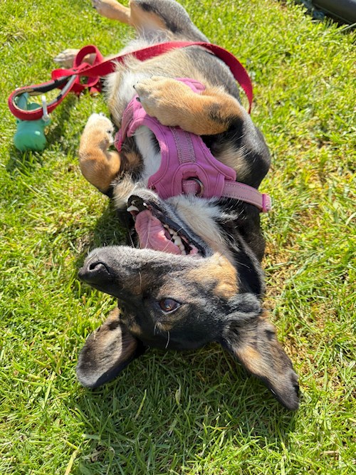 Nicu- petsitter București or Pet nanny for dogs cats