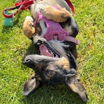 thumbnail petsitter București or pet nanny for dogs cats