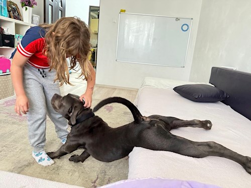 Nicu- petsitter București sau Bonă pentru animale pentru câini pisici