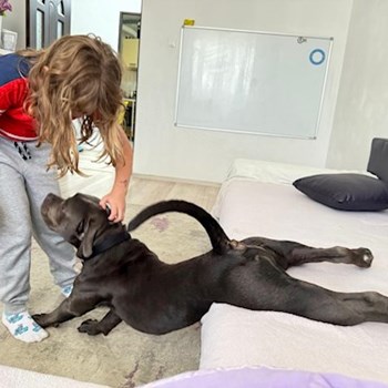 thumbnail petsitter București sau bonă pentru animale pentru câini pisici