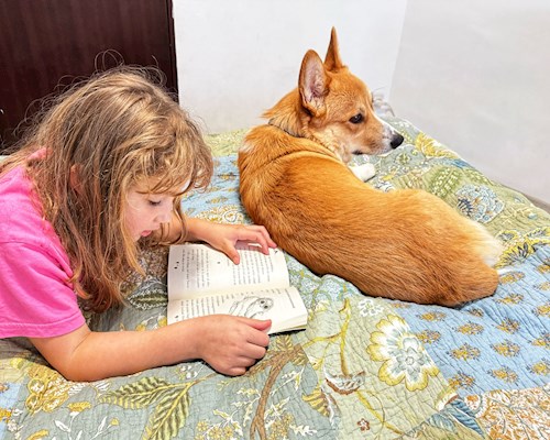 Nicu- petsitter București sau Bonă pentru animale pentru câini pisici