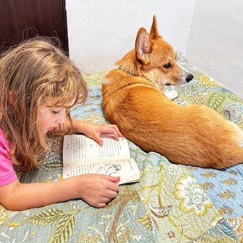 thumbnail petsitter București sau bonă pentru animale pentru câini pisici