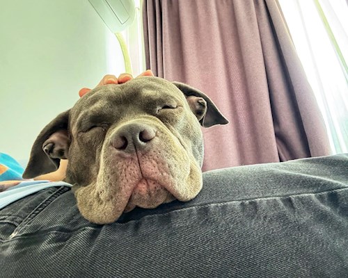 Nicu- petsitter București or Pet nanny for dogs cats