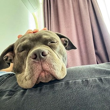 thumbnail petsitter București sau bonă pentru animale pentru câini pisici