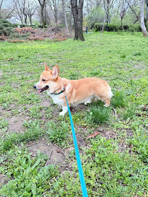 Nicu- petsitter București or Pet nanny for dogs cats