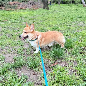 thumbnail petsitter București sau bonă pentru animale pentru câini pisici