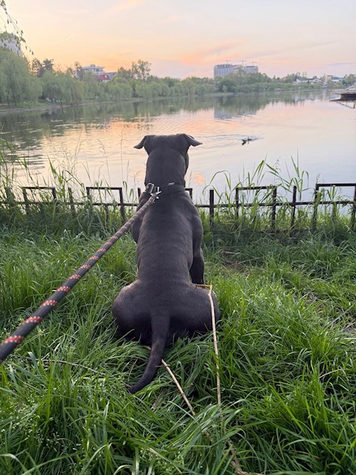 Nicu- petsitter București sau Bonă pentru animale pentru câini pisici