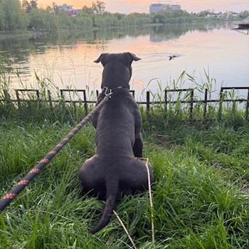 thumbnail petsitter București sau bonă pentru animale pentru câini pisici