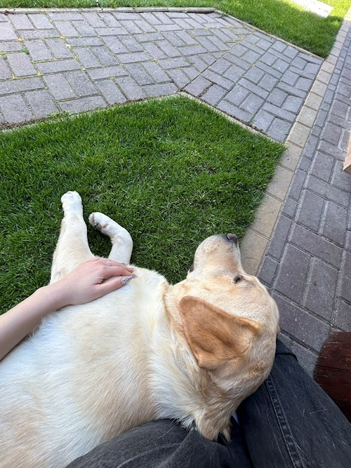 Arianna- petsitter Otopeni sau Bonă pentru animale pentru câini pisici