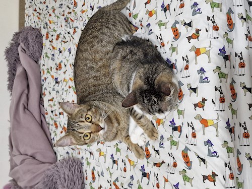 Geabou- petsitter Timișoara or Pet nanny for dogs cats 