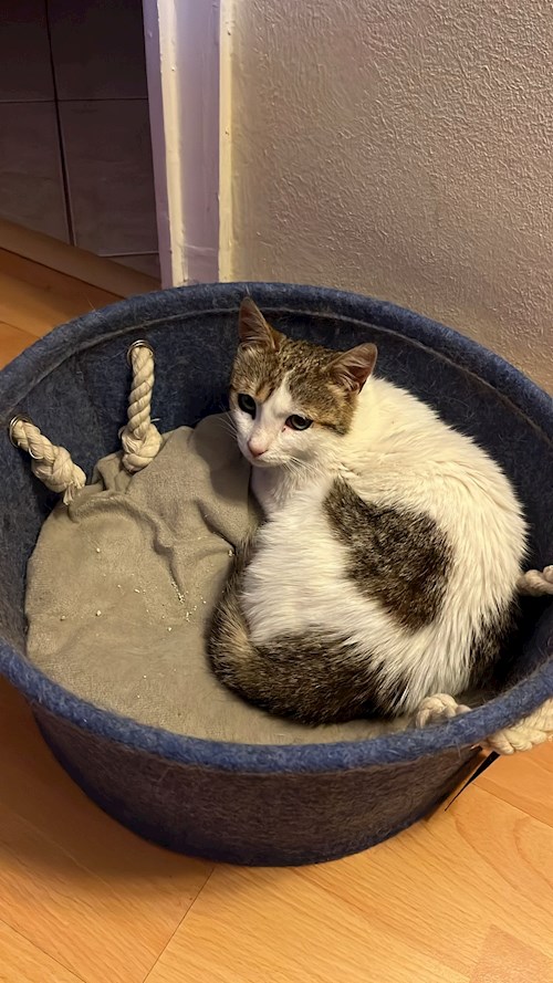 Sebastian- petsitter București sau Bonă pentru animale pentru câini pisici