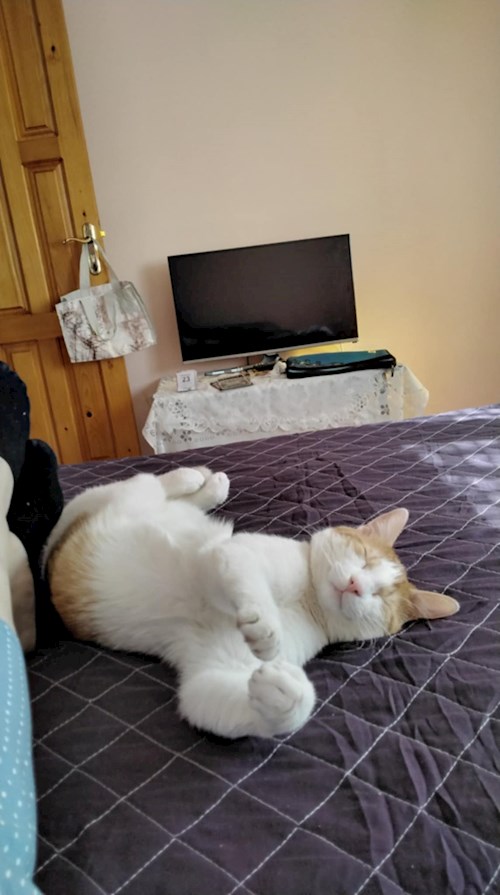 Sebastian- petsitter București sau Bonă pentru animale pentru câini pisici