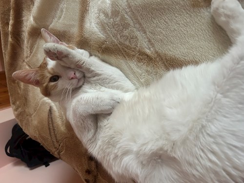 Sebastian- petsitter București sau Bonă pentru animale pentru câini pisici