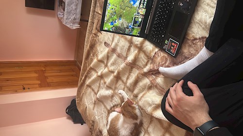 Sebastian- petsitter București sau Bonă pentru animale pentru câini pisici