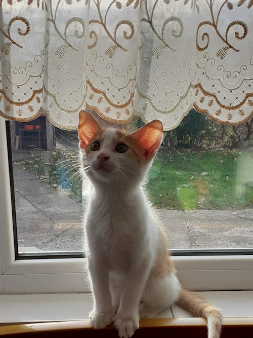 Sebastian- petsitter București sau Bonă pentru animale pentru câini pisici