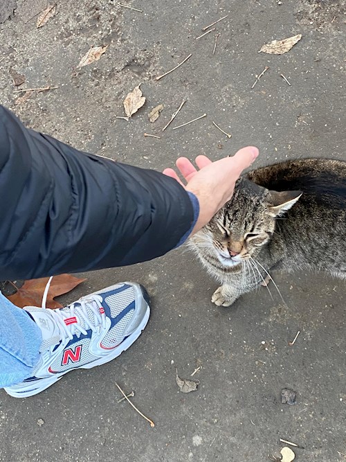 Sebastian- petsitter București sau Bonă pentru animale pentru câini pisici