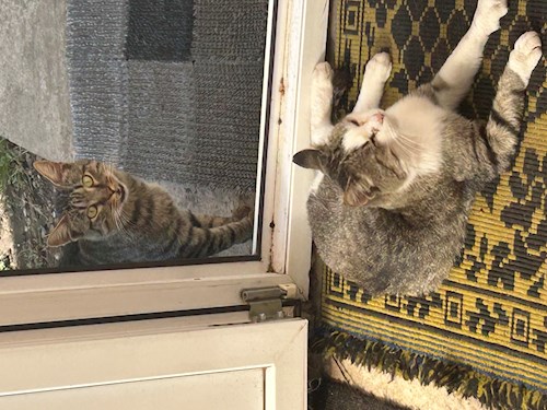 Sebastian- petsitter București sau Bonă pentru animale pentru câini pisici