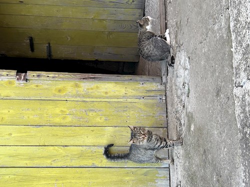 Sebastian- petsitter București sau Bonă pentru animale pentru câini pisici