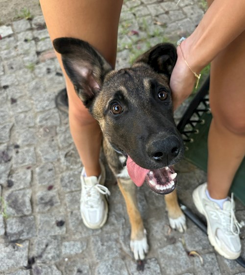 ioana- petsitter București sau Bonă pentru animale pentru câini pisici