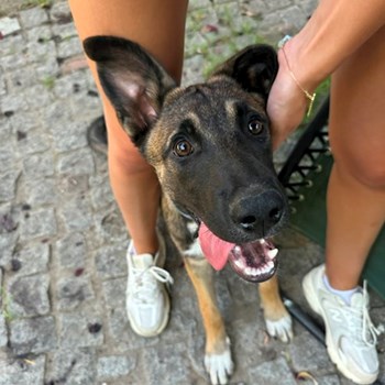 thumbnail petsitter București sau bonă pentru animale pentru câini pisici