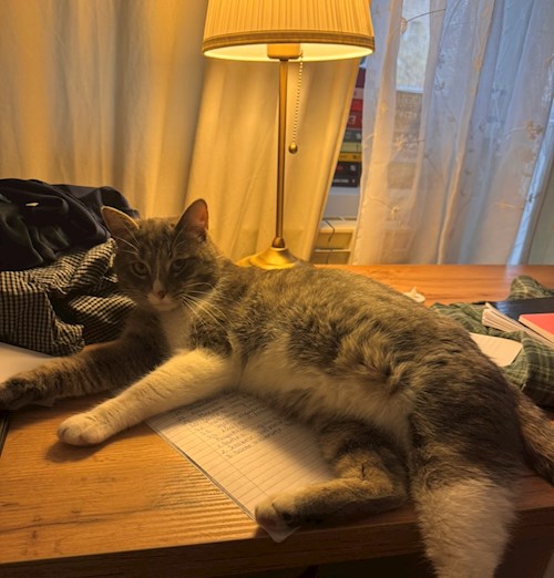 ioana- petsitter București sau Bonă pentru animale pentru câini pisici