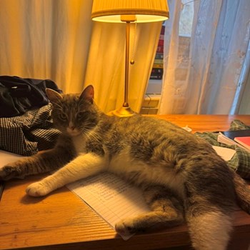 thumbnail petsitter București sau bonă pentru animale pentru câini pisici