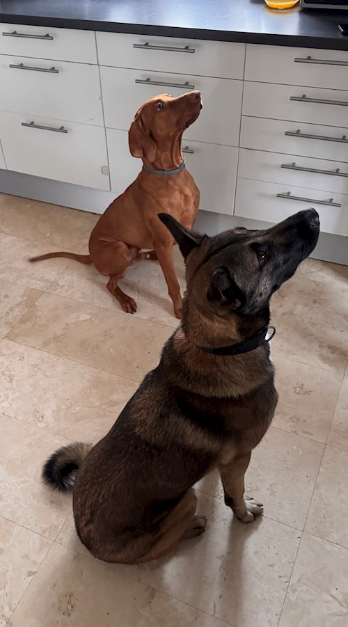 ioana- petsitter București sau Bonă pentru animale pentru câini pisici