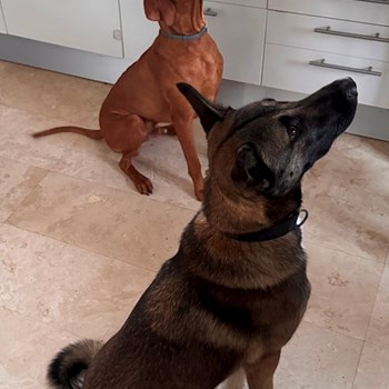 thumbnail petsitter București sau bonă pentru animale pentru câini pisici