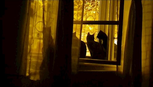 Ema- petsitter Timișoara or Pet nanny for dogs cats