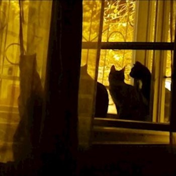 thumbnail petsitter Timișoara or pet nanny for dogs cats