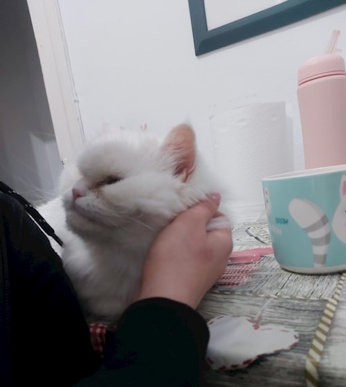 Ema- petsitter Timișoara or Pet nanny for dogs cats