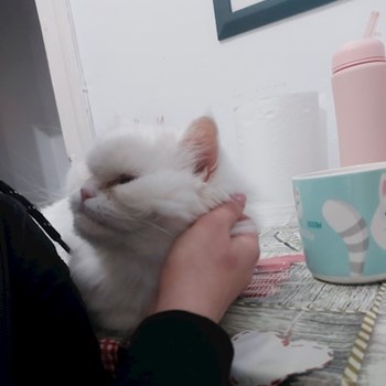 thumbnail petsitter Timișoara or pet nanny for dogs cats