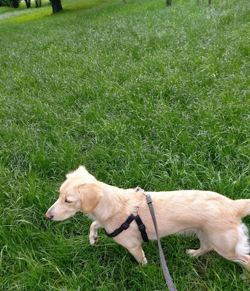 Ema- petsitter Timișoara or Pet nanny for dogs cats