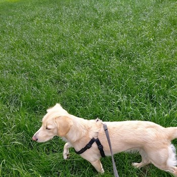 thumbnail petsitter Timișoara or pet nanny for dogs cats