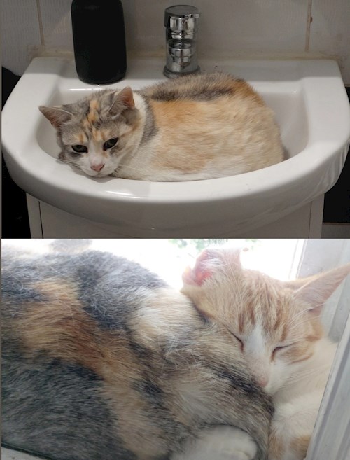 Ema- petsitter Timișoara or Pet nanny for dogs cats