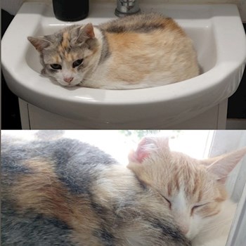 thumbnail petsitter Timișoara or pet nanny for dogs cats