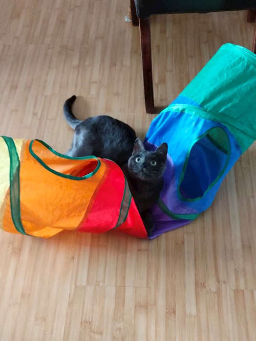 Ina- petsitter Cluj-Napoca sau Bonă pentru animale pentru câini pisici