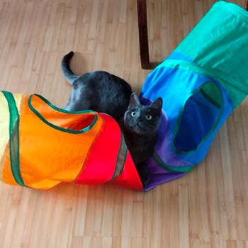 thumbnail petsitter Cluj-Napoca sau bonă pentru animale pentru câini pisici