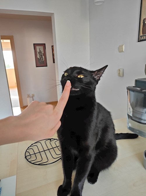 Ina- petsitter Cluj-Napoca sau Bonă pentru animale pentru câini pisici