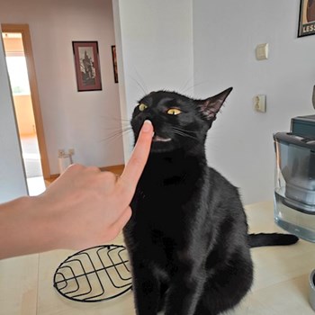 thumbnail petsitter Cluj-Napoca sau bonă pentru animale pentru câini pisici